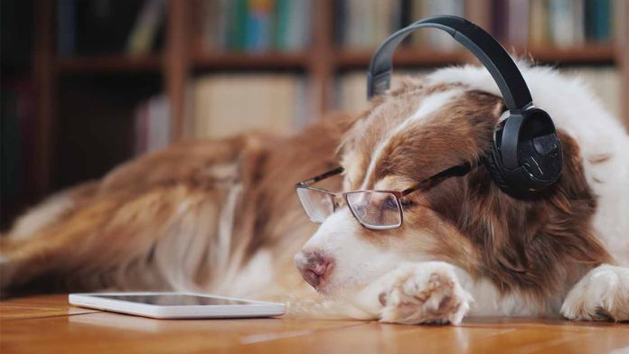 Benefits of Using Headphones for Dogs