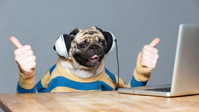 Choosing the Right Headphones for Your Dog